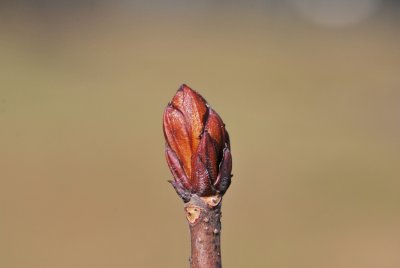 Aesculus hippocastanum 'Lacinata' - jírovec maďal - zimní pupen